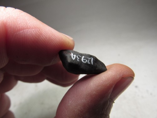 MUSEUM # 12934 SPECIMEN! FRESH CRUSTED WILUNA AUSTRALIAN METEORITE 3.2 GMS - Picture 3 of 8