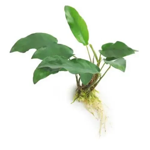 Assorted Anubias LARGE - Picture 1 of 1