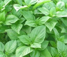 Big leaf green basil seed selling organic vegetable 50 seeds