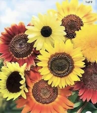 Mix Sunflower Seeds Organic 🇺🇸 NJ Grower 🇺🇸 8 Different Types