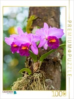 Calvendo Puzzle Glowing Cattleya Orchid | 1000 Pieces, Finished Size 25.2 × 18.9
