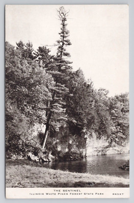 Postcard The Sentinel Illinois White Pines Forest State Park