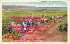 Pineapple Field and Workers Near Honolulu, Hawaii Territory 1934 Postcard Unsent