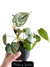 Philodendron Brandtianum Silver Multiple Available 3" Pot Rooted Plant