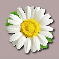 Daisy Flower Decal 3m Vinyl Usa Made Sticker Car Truck Window Bumper Wall Laptop Daisy Flower Decal 3m Vinyl Usa Made Sticker Car Truck Window Bumper Wall Laptop