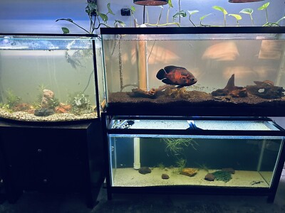 !! INSTANT AQUARIUM CYCLE !! Bacteria Starter With Live Microfauna & Free Plants