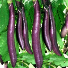 20 Chinese Eggplant Seeds, Long Purple Eggplant Seeds, FREE SHIPPING