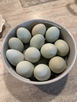 12 easter egger Hatching Eggs