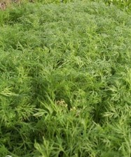 ♫ FENOUIL ou CISTRE des Alpes -Meum athamanticum ♫ Graines ♫ COLLECTION d'Aromes