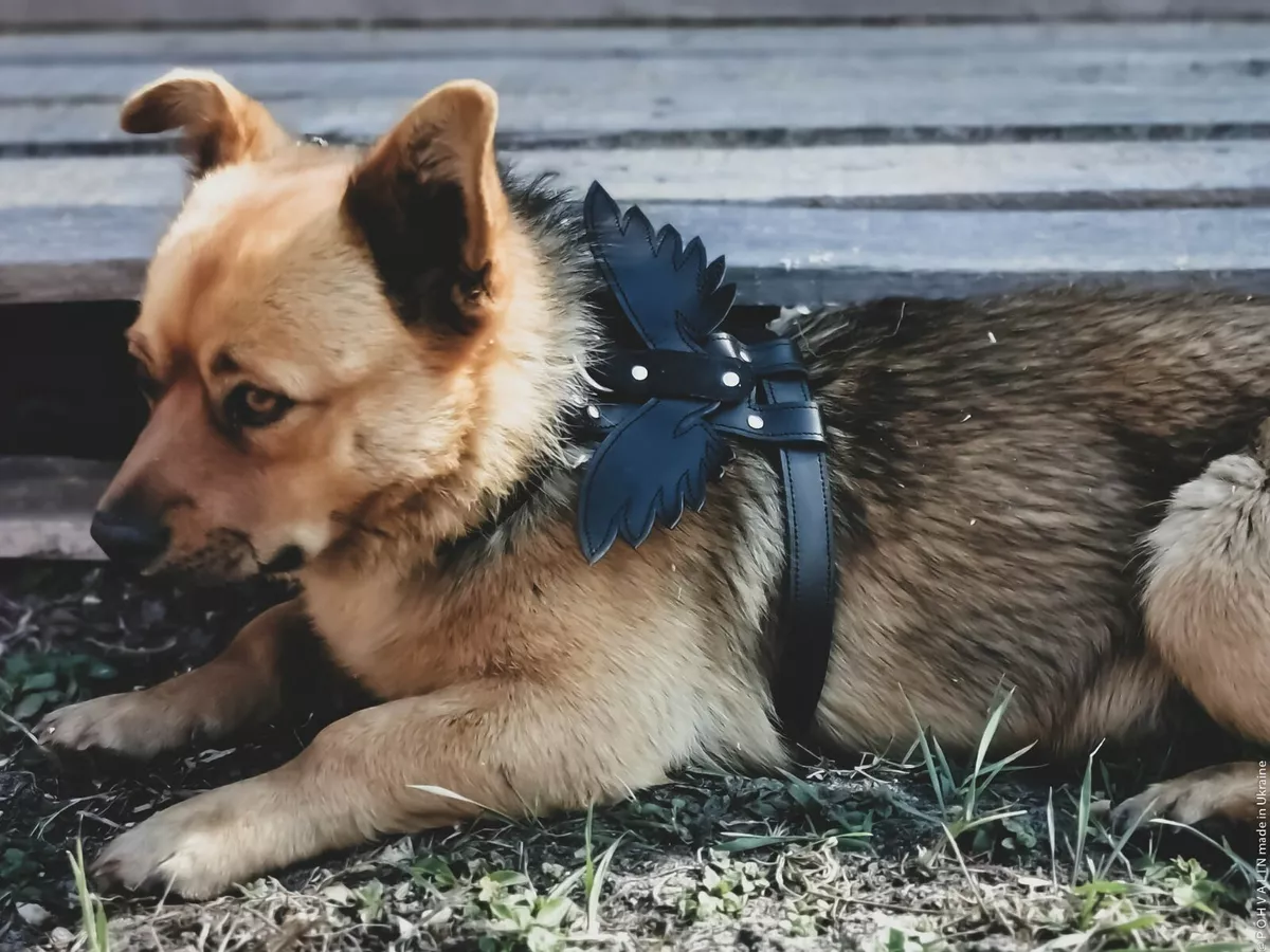 Leather dog harness + Personalized tag | eBay
