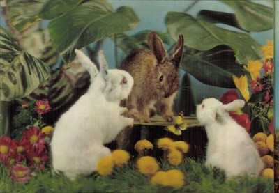 3-D Postcard Three rabbits, Three Rabbits, Albinos - 11290239