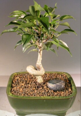 Oriental Ficus Bonsai Tree Coiled Trunk 8''H  Indoor Ficus Benjamina Orientalis