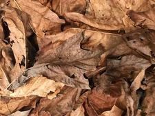 Decayed Maple Leaves - 8 Gallons - for Isopods, Millipedes, Vivariums, Etc.