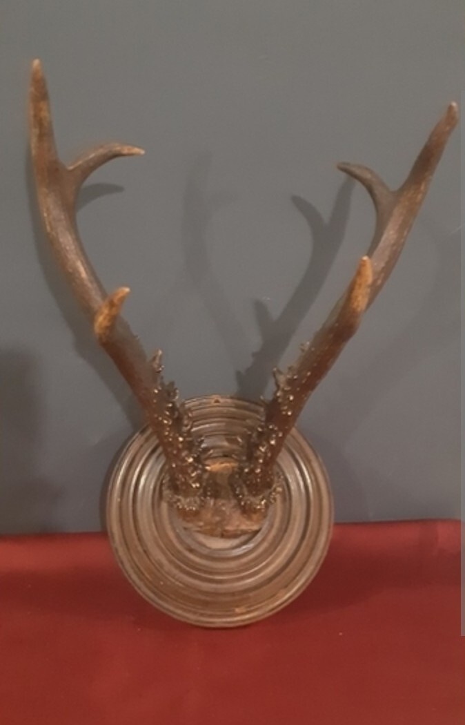 Trophy Antlers For Sale Deer Antler Store