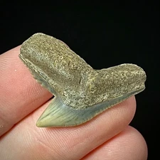 Natural Tiger Shark Tooth 1.20" (Galeocerdo cuvier) Real Unrestored Fossil Teeth