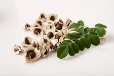 80 Florida Moringa seeds Non-GMO for Planting Miracle Tree