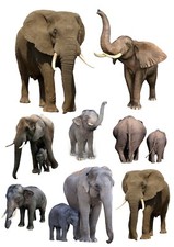 Rice Paper for Decoupage Scrapbook Craft Wilds Animals Elephant  77*