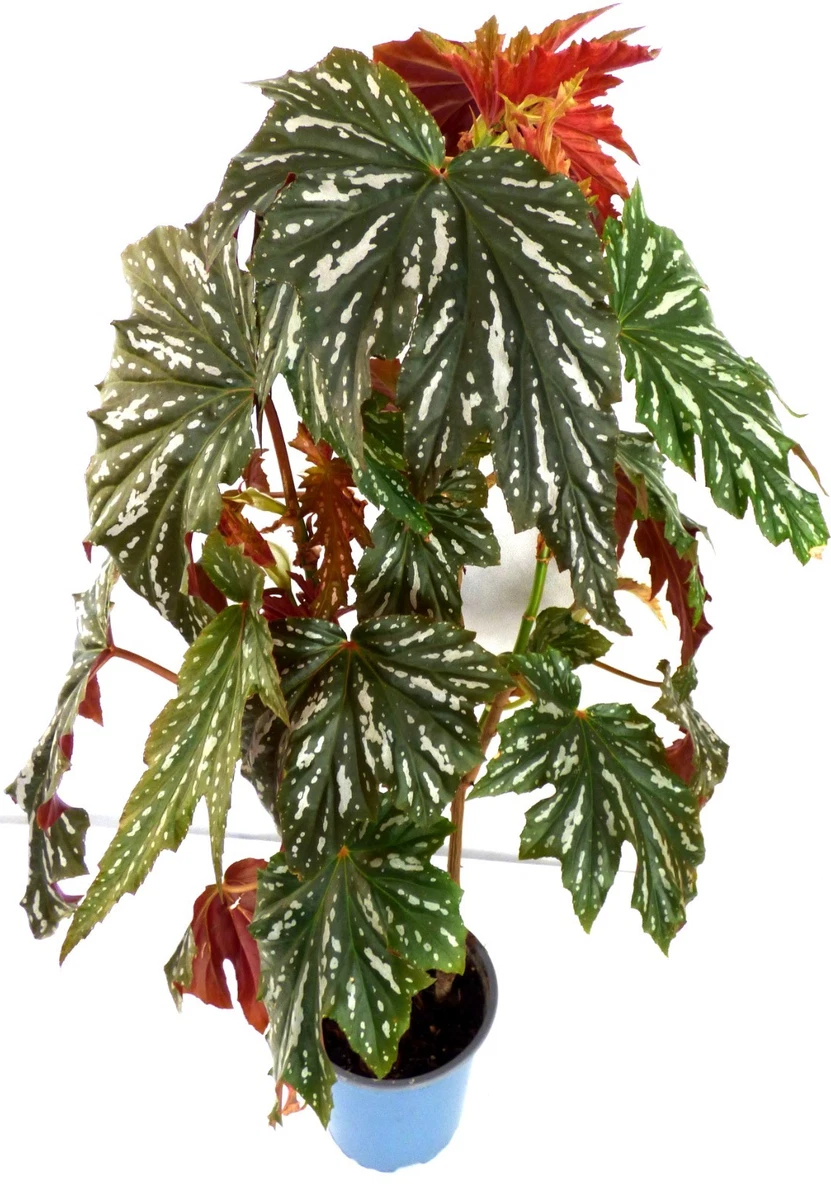 zimmerpflanze eichenblatt Philodendron pedatum – 130 cm – Eichenblatt-Philodendron im Ø27 cm Topf –  Luna's Leaf Co main image 0