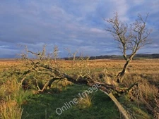 Photo 6x4 Knockmade Moss Gabroc Hill A fallen tree and one about to fall  c2009