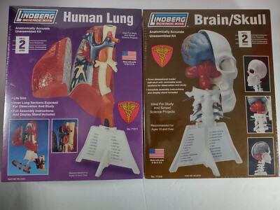 2 2007 Brain/Skull & Human Lung Model Lindberg Science Kit Anatomically Correct 