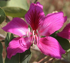 6 graines BAUHINIA VARIEGATA A FLEURS ROSES  Variegated orchid tree seeds