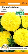 Studentenblume Cupido - großblumiger, goldgelber Dauerblüher - Tagetes Samen 