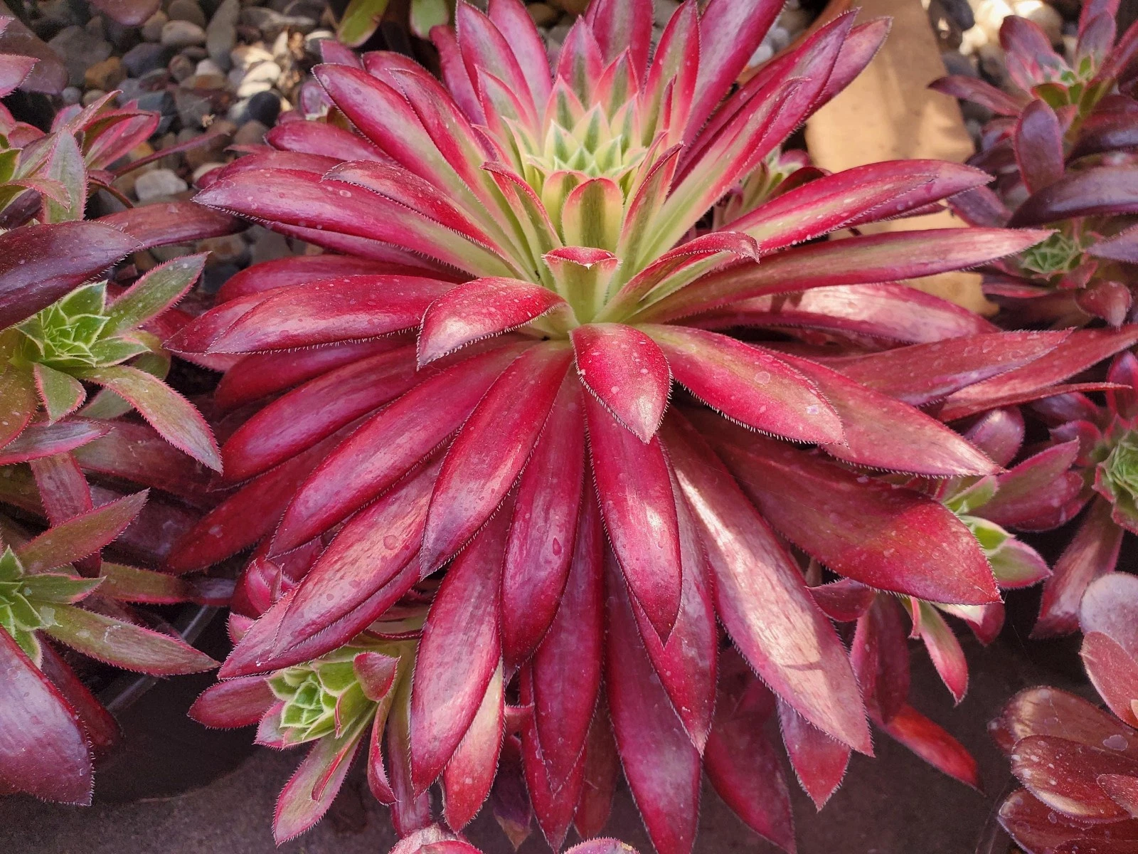 Aeonium 'Phoenix' Variegated 🏵️Cutting 8cm Succulent plant 0
Opens in a new window or tab