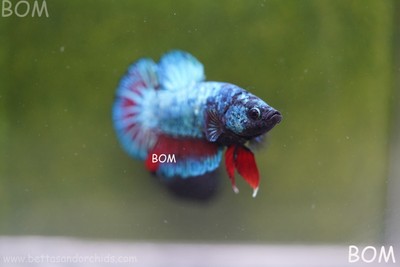 LIVE BETTA HMPK MALE FANCY | BOM-A48