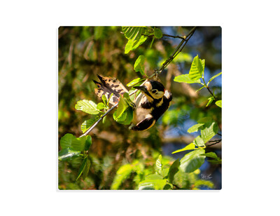Buntspecht Vogel Tier Natur Wandbild Leinwand Dekoration Mehrfarbig 40 x 40 cm