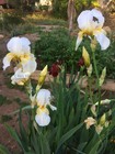 Tall Bearded Iris Rhizome "GUDRUN"  Katherine Dykes  1930  AWARD WINNER! — photo 4