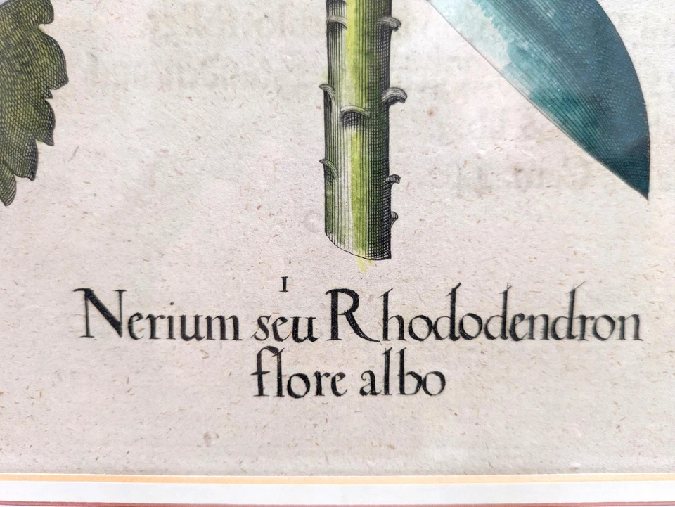 Basilius BESLER *1561 orig. Kupferstich 1613 altkoloriert RHODODENDRON OLEANDER - Bild 4 von 4