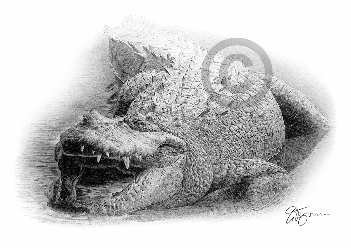 CROCODILE pencil drawing art print A3 A4 sizes signed UK artwork