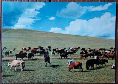 Mongolische Postkarte - Kühherde auf der Weide