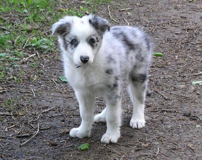 blue merle collie puppy