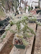Cylindropuntia fulgida var. fulgida (cactus - succulent - plant)