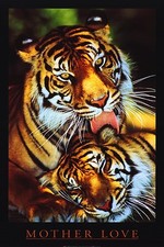 Kunst Plakat ~ Mutter Liebe 1997 Tigerin Und Junges Bedruckt IN England Wild