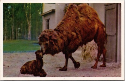 Vintage 1960s SAN DIEGO ZOO Animal Color Series Postcard ''BACTRIAN CAMEL'' Unused