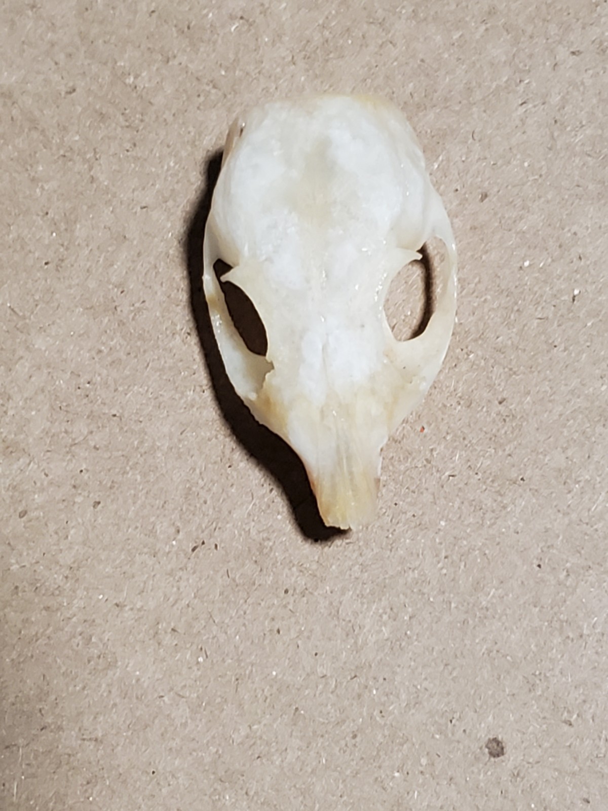 Desert White-Tailed Antelope Squirrel Skull Ammospermophilus leucurus Nevada