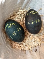 Emu Fertile Hatching Eggs Chance For White Blonde Or Standard Lot Of 2 Eggs