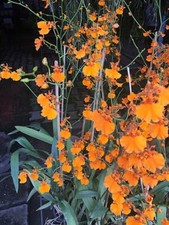 Onc. Gower Ramsey 'Orange Delight' Live Orchid Plant 1B33