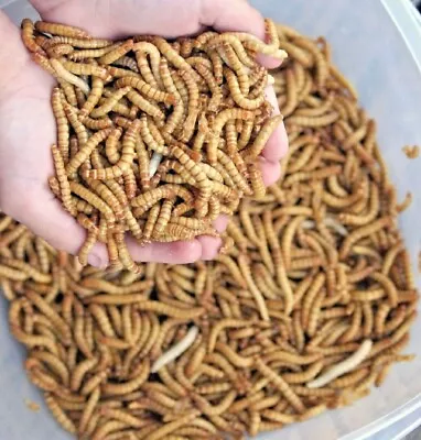 DOUGSBUGZ Live GIANT Mealworms Pet Reptile & Bird JUMBO Meal Worm BIG Living Food Feeders