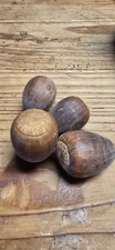 50 large bur oak acorns