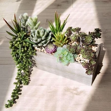 Artificial Succulent Plants Arrangement Rectangular Wood Pot Table Centerpiece
