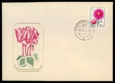 DDR FDC 1975 FLORA BLUMEN ASTER EINZELFRANKATUR !! SO NICHT IM MICHEL !! xb11