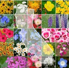 250+ California Wildflower Seed Mix | landscapes into colorful Flowers.