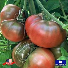 Tomato Fresh Seeds - Black Krim Organic Non-GMO Heirloom Vegetable