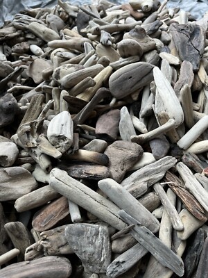 700 Tiny Driftwood Pieces Under 2  Natural Beach Wood Lot for Crafts DIY Decor
