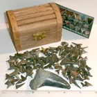 Shark Tooth Treasure Chest with Large Megalodon and 100+ Sharks Teeth with COA