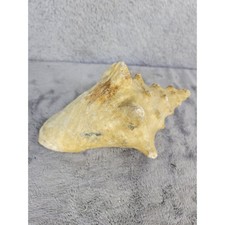 Natural Seashell Conch Shell Coastal Beach Decor Collectible Specimen 6"