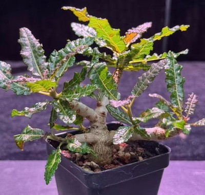 Rare Plant Cacti Boswellia nana WYSIWYG seedgrown Boutique Garen Decor Sale